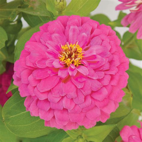 Zinnia Holi Pink Ameriseed