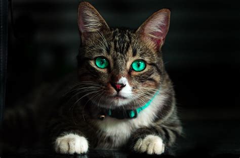 Красивые картинки котов (60 фото)