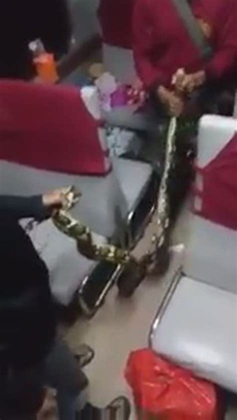 Snake On A Train Huge Python Terrifies Passengers As It Slithers