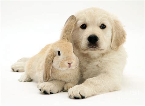 Puppy And Bunny Photograph By Jane Burton Pixels