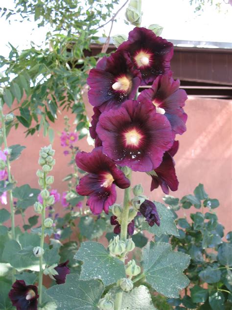 Maybe you would like to learn more about one of these? Miss Bloomers : The Flowers of Santa Fe