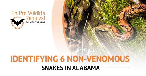 Identifying 6 Non Venomous Snakes In Alabama