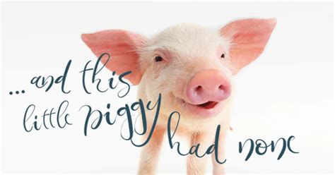 Give Piglets The Iron They Need Without The Heavy Metals They Dont