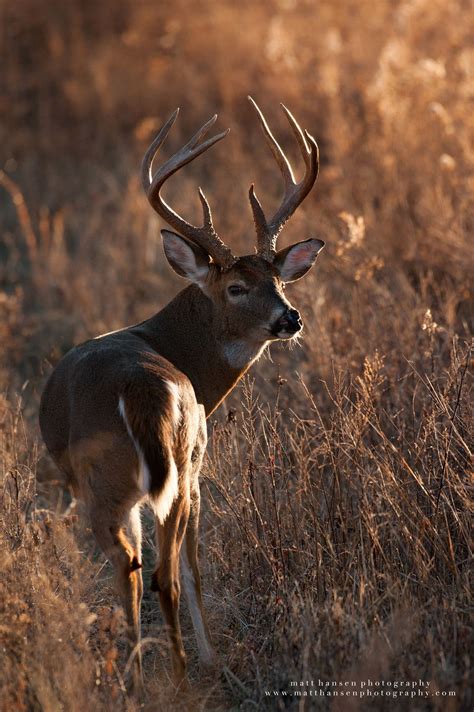 Whitetail Deer Hunting Deer Hunting Tips Whitetail Bucks Whitetail