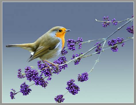 Fond Décran Des Oiseaux La Nature Violet Branche Faune Fleur
