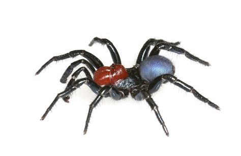 Real Monstrosities Red Headed Mouse Spider