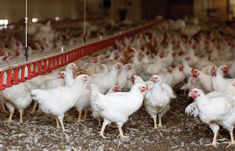 (department of statistics malaysia ,dosm). Poultry industry makes progress with antibiotic reduction ...