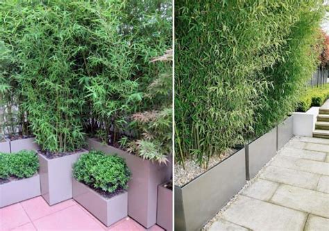 Bambus Im Kübel Als Sichtschutz Und Deko Auf Der Terrasse
