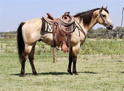How To Discover The Best Western Riding Horse Breeds Now