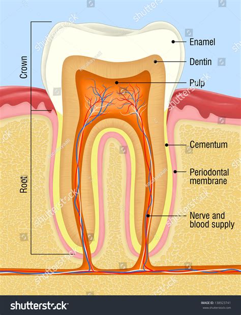 Human Tooth Cross Section Stock Photo 138923741 Shutterstock
