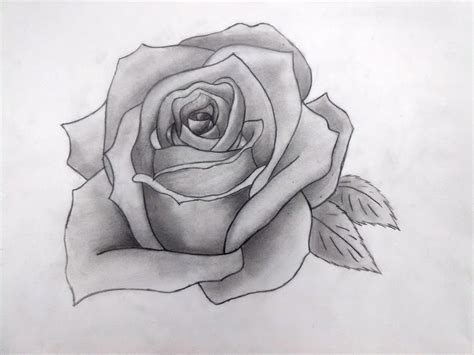 Pencil Drawn Rose By Eiridisia On Deviantart