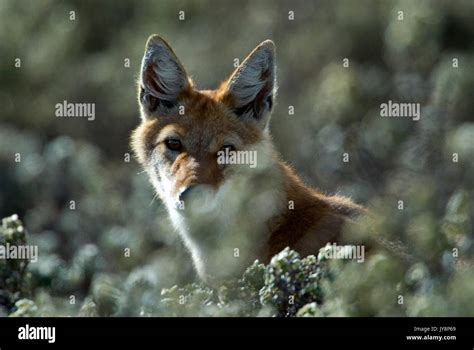 Ethiopian Wolf Canis Simensis Bale Mountains National Park Sanetti