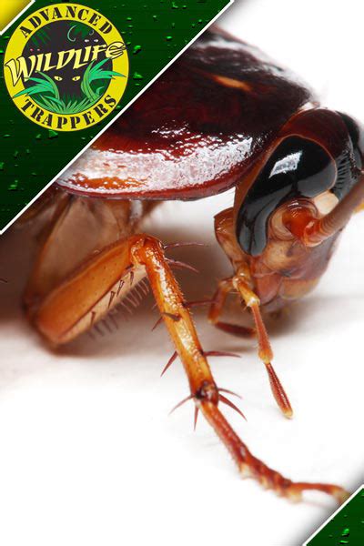 The average pest control company will charge you from around $70 to $100 for each visit they make to your home. Roach Pest Control | Advanced Wildlife Trappers