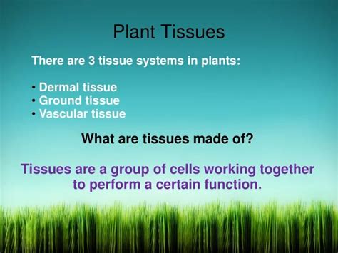 Ppt Plant Tissues Powerpoint Presentation Free Download Id9676285