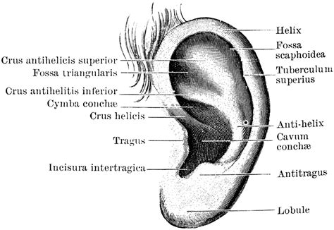 Human Ear Pinna Anatomy