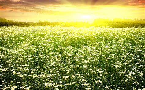 Wallpaper Light Field Grass Sky Flowers 2560x1600 Goodfon