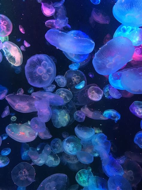 Beautiful sandy beach wallpaper · 5. Marine life: jellyfish - colourfull | Neon aesthetic ...