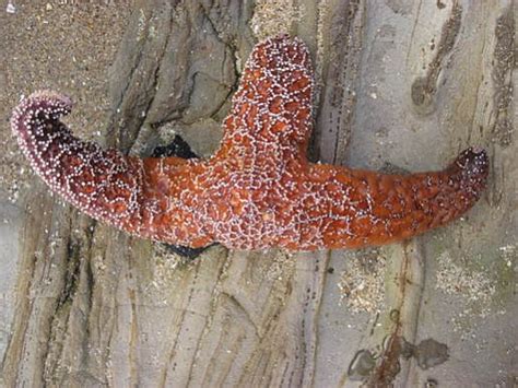 Sea Star Wasting Syndrome Reaches Santa Barbara County