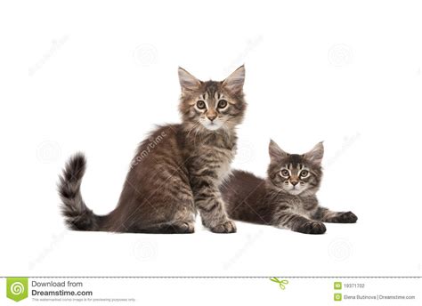 Two Fluffy Kittens Stock Photo Image Of Kittens Purebred 19371702