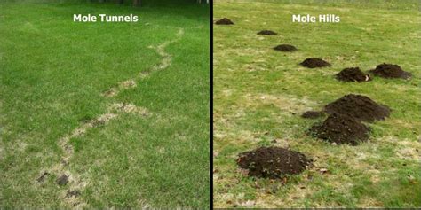 Mole And Vole Services 4 Seasons Services Lawn Care Pest Control