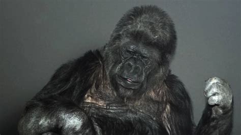 Koko The Gorilla Probably Doesnt Understand Climate Change Huffpost