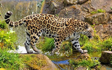 Spotlight On Wildlife Jaguar