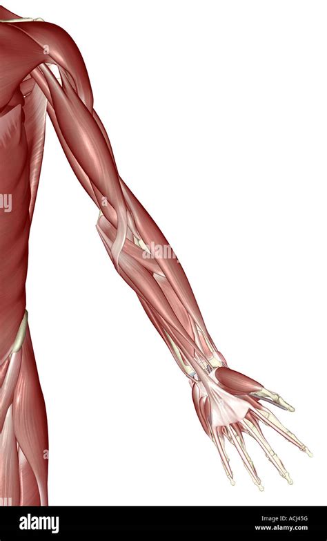 Upper Limb Muscles Labeled