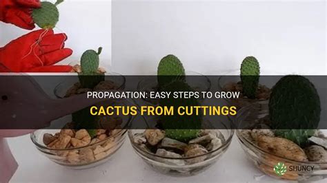 Propagation Easy Steps To Grow Cactus From Cuttings Shuncy