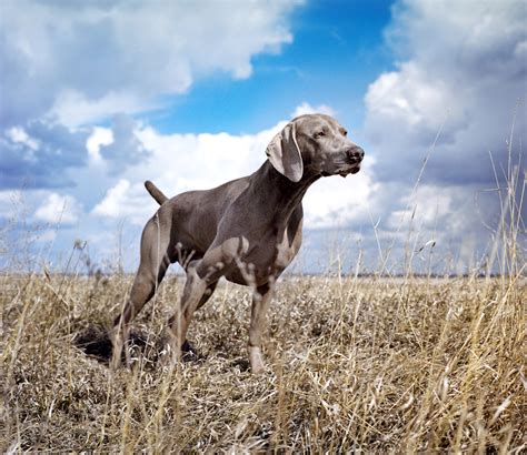 Pointing Dog Blog Breed Of The Week The Weimaraner Part 3