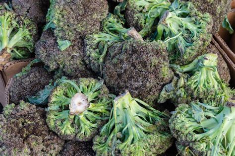 Spoiled Broccoli Stock Photos Free And Royalty Free Stock Photos From