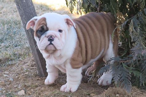 English Bulldogs For Sale Puppies For Sale