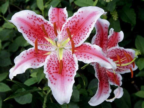 Beautiful Lily Flowers In The World