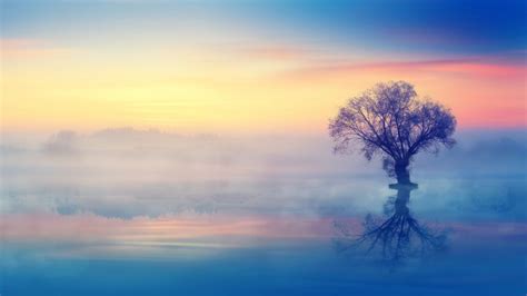 Lone Tree Wallpaper 4k Scenery Sunset Reflection Fog