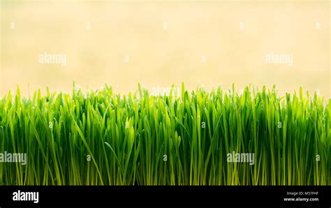 Green Grass Background Hi Res Stock Photography And Images Alamy
