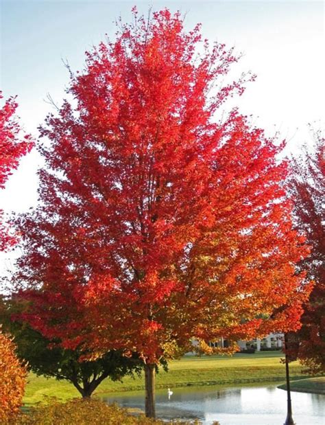 Silver Maple Tree Beautiful Fall Colors Maple Tree Etsy