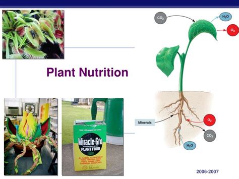 Ppt Plant Nutrition Powerpoint Presentation Free Download Id5431539