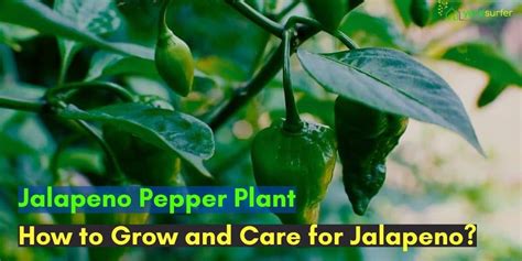 Jalapeno Pepper Plant How To Grow And Care For Jalapeno Yard Surfer