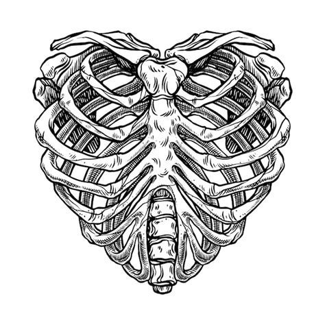 Premium Vector Skeleton Heart Shape Ribcage Illustration