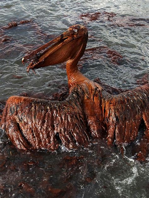 Ocean Pollution Oil Spill Map