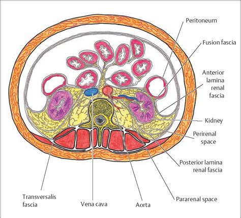 Abdominal Anatomy Posterior Peritoneum Of Posterior Abdominal Wall