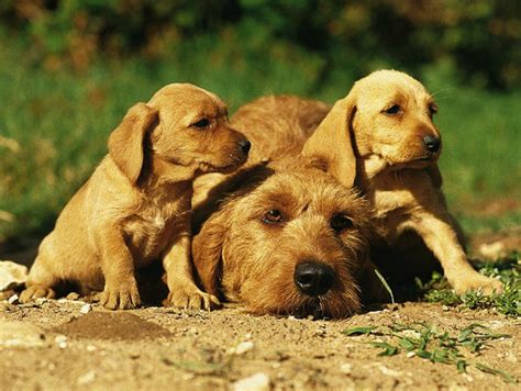 griffon fauve de bretagne dog breed standards