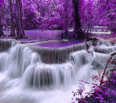Purple Forest Download Hd Wallpapers And Free Images