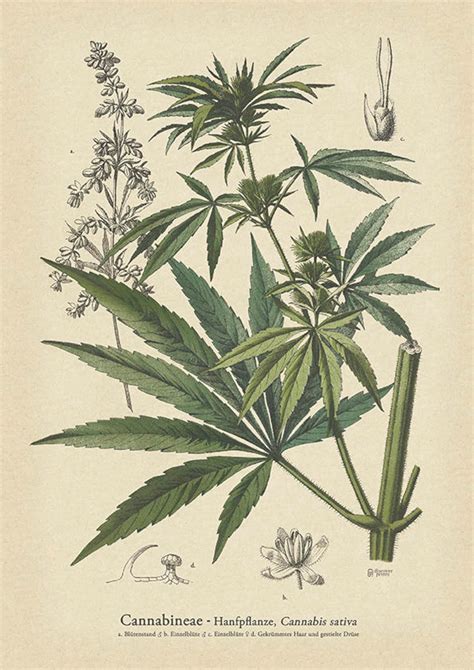 Vintage Cannabis Art Print Botanical Cannabis Poster Etsy