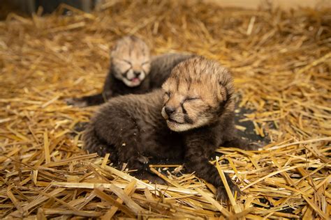 Two Cheetah Cubs Were Born For The First Time By Ivf The Breakthrough
