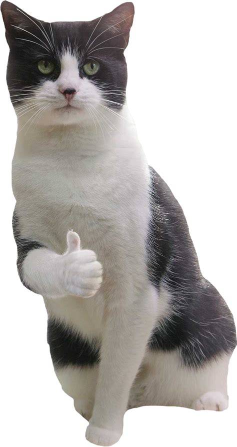 Cat Meme Template Thumbs Up