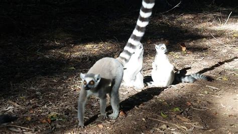 Ring Tail Lemurs On File Its Mating Season Youtube