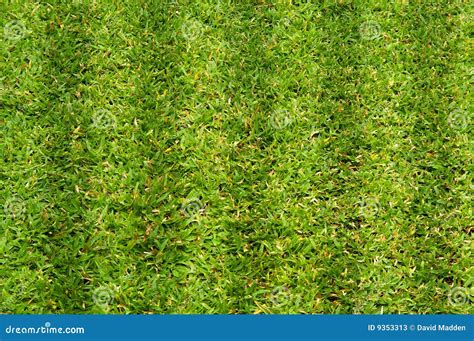 Bright Green Patch Of Grass Stock Image Image Of Environment Vibrant
