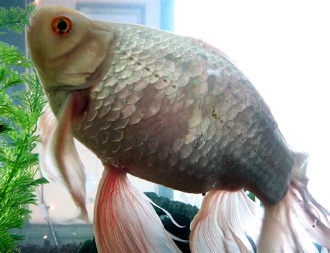 What Makes Giant Goldfish So Massive Outdoorhub