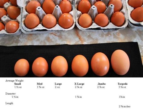 Egg Size Backyard Chickens Learn How To Raise Chickens