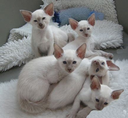 Photo lilac point siamese cat can be used for personal and commercial purposes according to the conditions of the purchased. Lilac Point Siamese Cats - Siamese Cats and Kittens